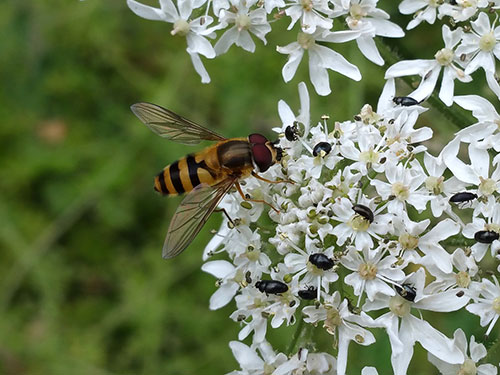 Epistrophe grossulariae