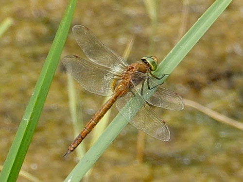 Norfolk Hawker: Christian Hance