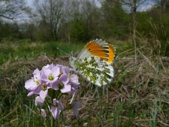 Orange-tip