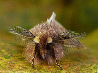 Plumed Prominent (Ptilophora plumigera)