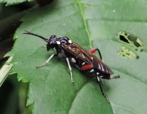 Privet Sawfly