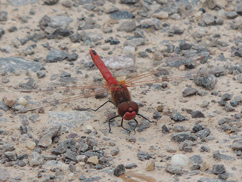 Red-veined-Darter: John Arnott