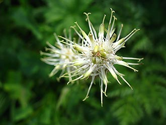 Spiked Rampion (Phyteuma spicatum)