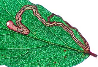 Stigmella aurella mine