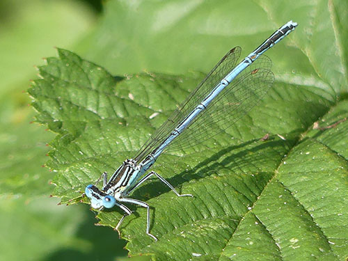 White-legged Damselfly Male