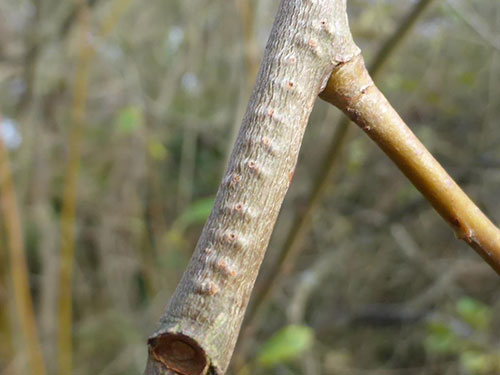 Willow Emerald egg scars