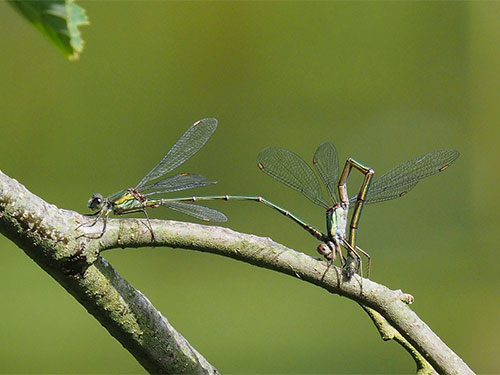 Willow Emerald