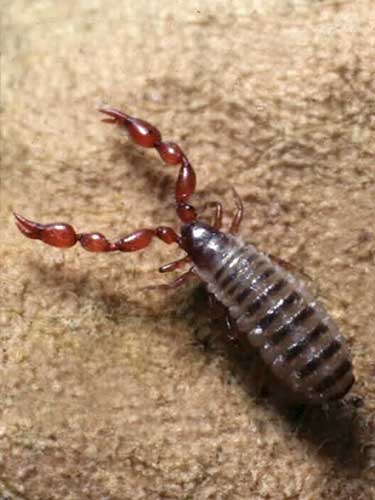 Lamprochernes nodosus