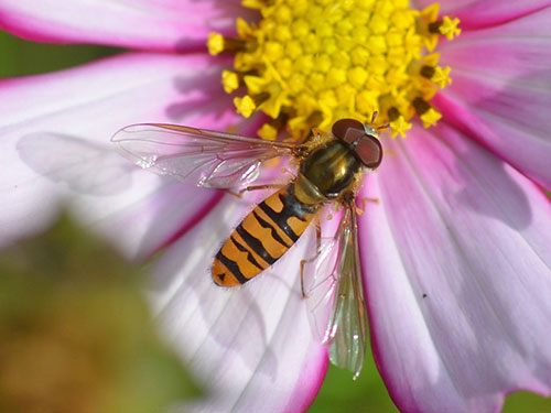Marmalde Hoverfly