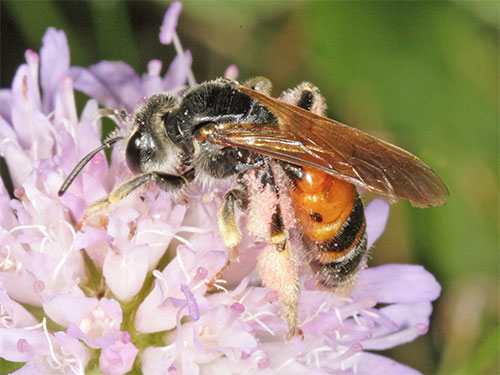 Andrena hattorfiana Female Red form. Photo Jeremy Early