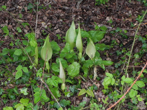 The common Lords and Ladies with pale spadix and spathe