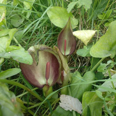 Form with dark spadix within an unusually dark spathe