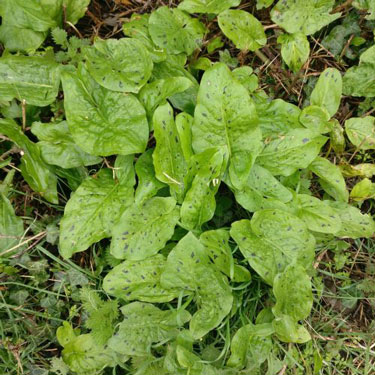 Many plants of the common Lords and Ladies have speckled leaves
