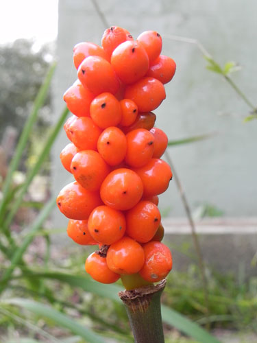 Ripe fruit