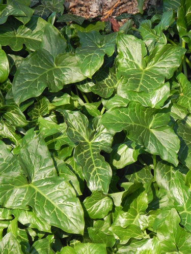 Cross-section of flowers