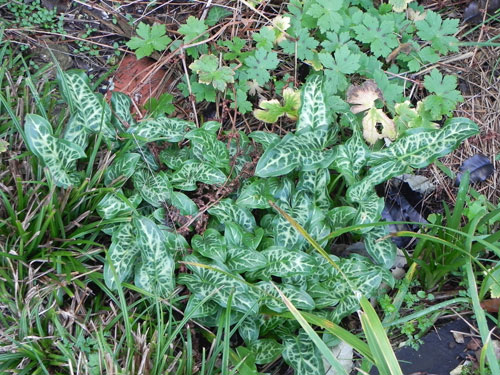 Emerging leaves of Scarce Lords and Ladies