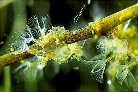 Colony of Crytal Moss Animals