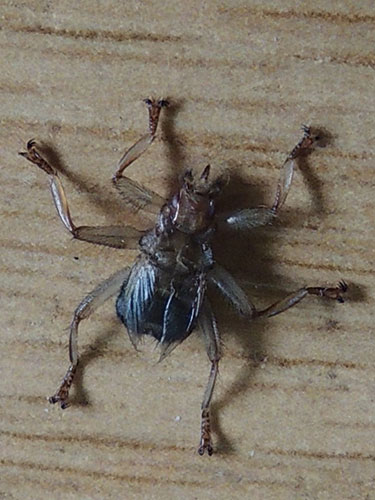 Crataerina pallida - Denise Wawman