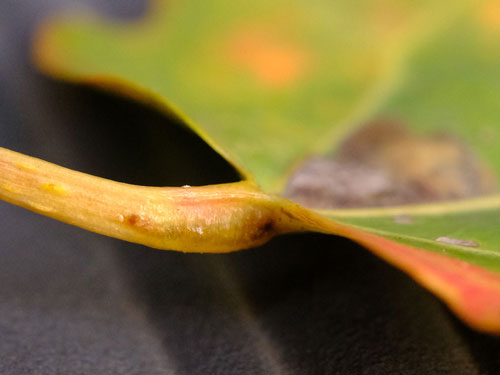 Ectoedemia argyropeza