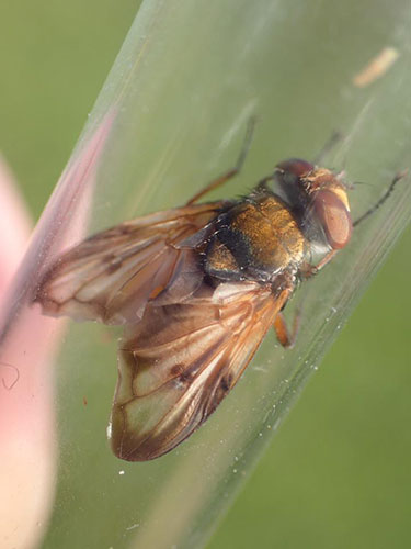 Ectophasia crassipennis - Graeme Lyons