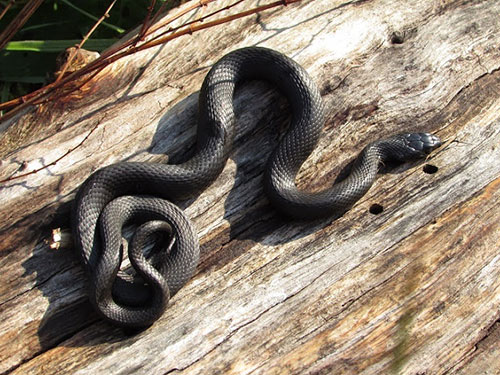 melanistic Grass Snake - Rachel Bicker