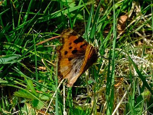 Large Tortoiseshell - Bob Foreman