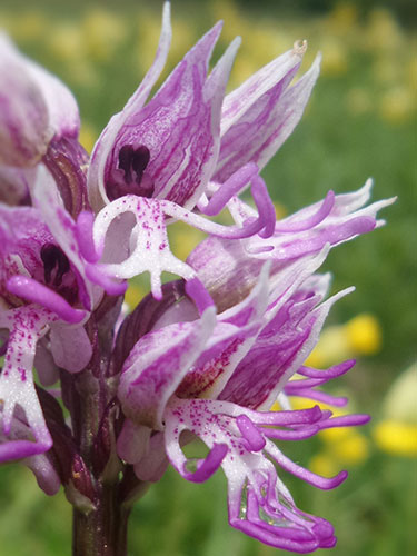 Monkey Orchid by Natasha Clark