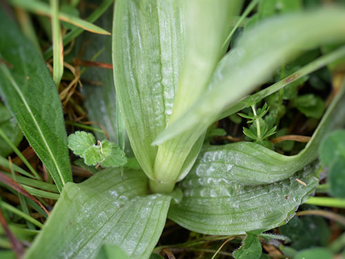 Monkey Orchid by Natasha Clar