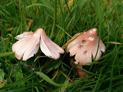 Older Pink Waxcap