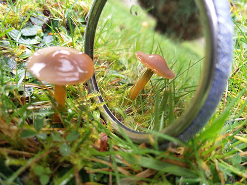 Parrot Waxcap Gliophorus psittacina