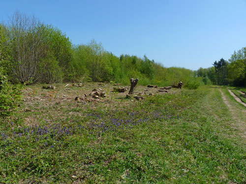 Osmia pilicornis habitat - Neil Hulme