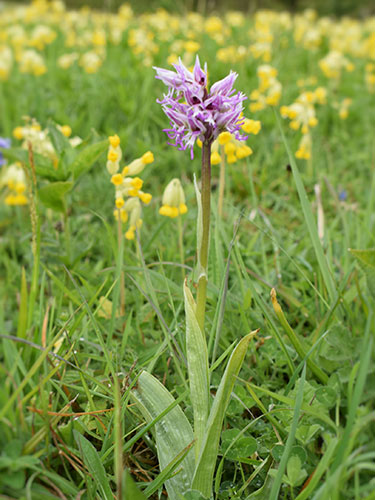 Monkey Orchid by Natasha Clark